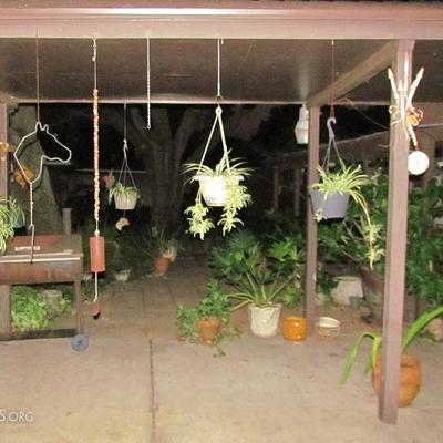 Plants and Hanging Plants, Lots & Lots