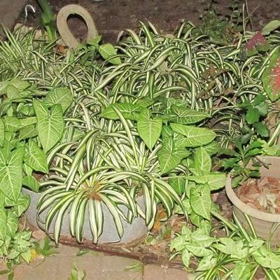 Potted Plants