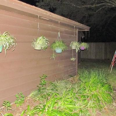 Hanging and Potted Plants
