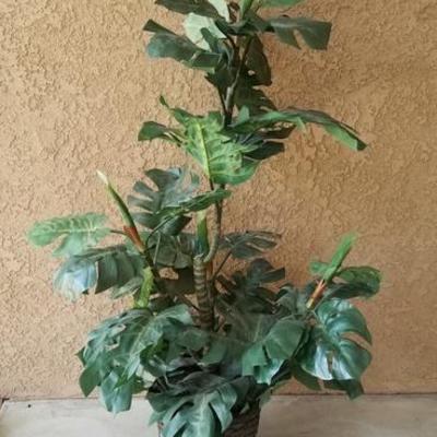 Faux Rubber Tree Plant