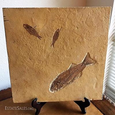 Sandstone tile with fossilized fish 