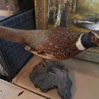 Stuffed Pheasant.