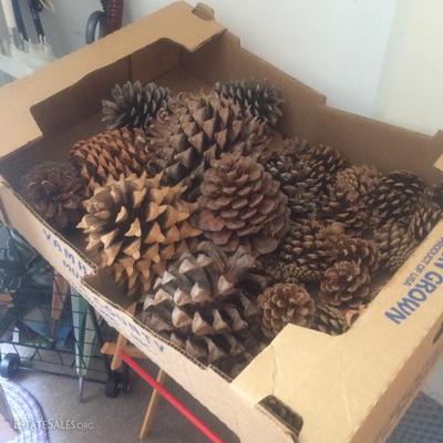 Large pinecones