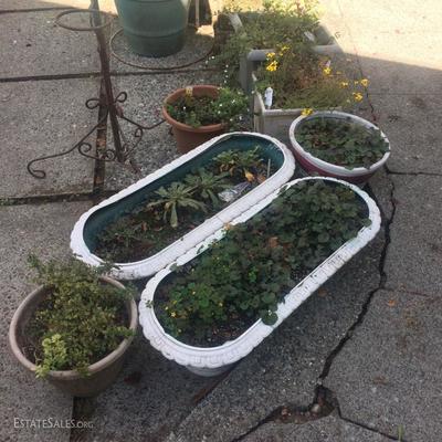 Many potted flowers, including several varieties of the Lewisia flower