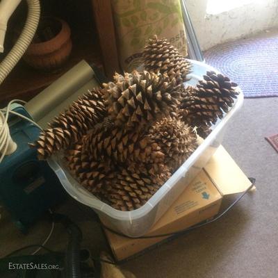 More large sized pinecones