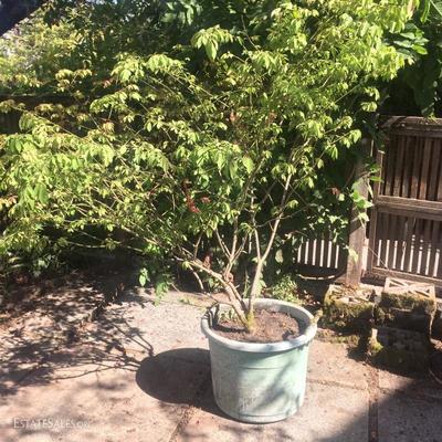 Large potted fire bush