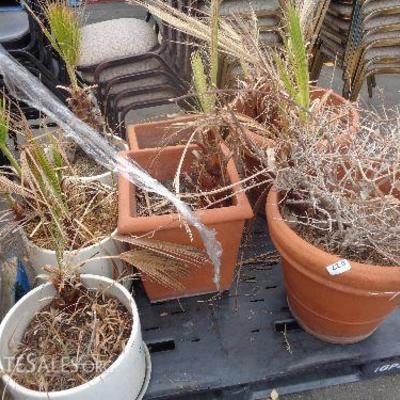 just needs a little water & TLC