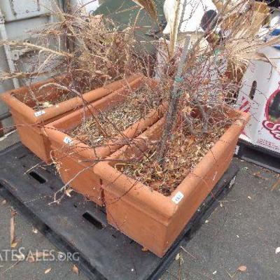 just needs a little water & TLC