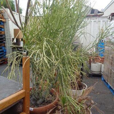 just needs a little water & TLC