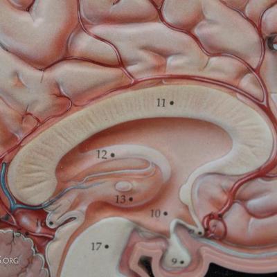 Teaching brain