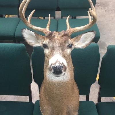 Deer