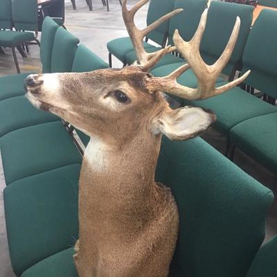 Deer