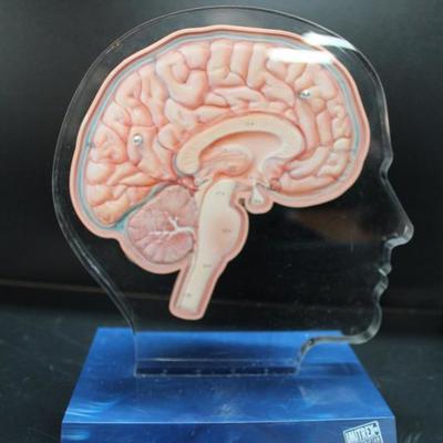 Teaching brain