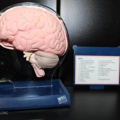 Teaching brain