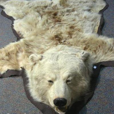 #49 – Large Grizzly Bear Rug, Approx. 6’ l.