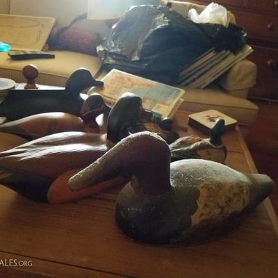 duck, goose, mallard American an d Canadian collection