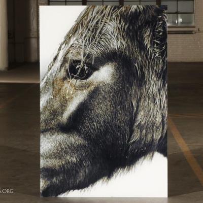Large-Scale Contemporary Color Photograph Mounted On Plexiglass- Horse Head