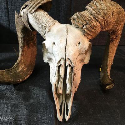 Ram Skull With Horns and the Sheds
