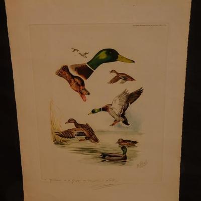 BORIS RIAB ORIGINAL SIGNED ENGRAVING 1957 ~ PAGE STUDY OF MALLARD DUCKS