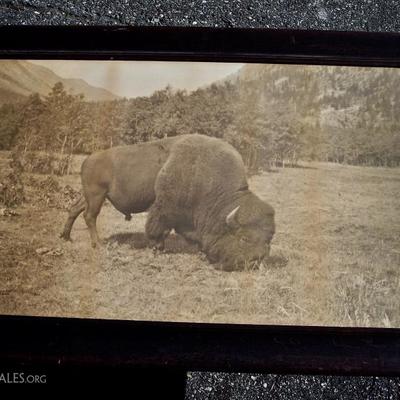LARGE 1904 LITHO OF A GRAZING WESTERN BUFFALO BY GERTRUDE M. RICHARDS IN ORIGINAL RIPPLE GLASS AND OAK FRAME 25X40