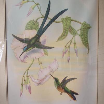 2 FRAMED HAND COLORED LITHOGRAPHS BY J. GOULD OF HYLONYMPHA MACROCERCA & THALURANIA REFULGENS BIRD PICTURES 22.5 X 16 FRAMED SHEET SIZE...