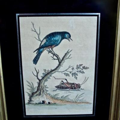 OLD MASTERS PRINT-- 1742 HAND COLORED ETCHING 