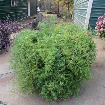 Asparagus Fern, super large potted plant...several pots available