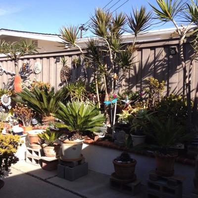 A few of the hundreds of the outdoor potted plants for sale