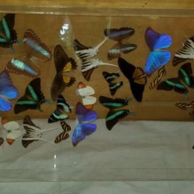 PCC113 Gorgeous Butterfly Framed Art 2 0f 2
