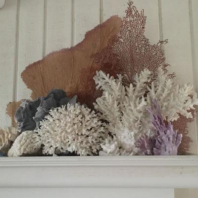 Large seashell and coral collection