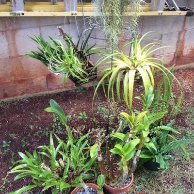 JYR051 Another Great Plant Lot - Pele's Hair, Kupu Kupu Ferns & More
