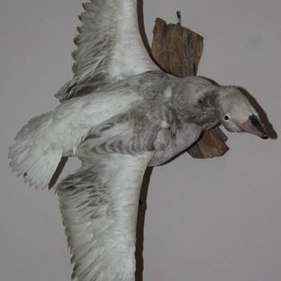 Taxidermy Mounted "Snow Goose"  (44" wing span)