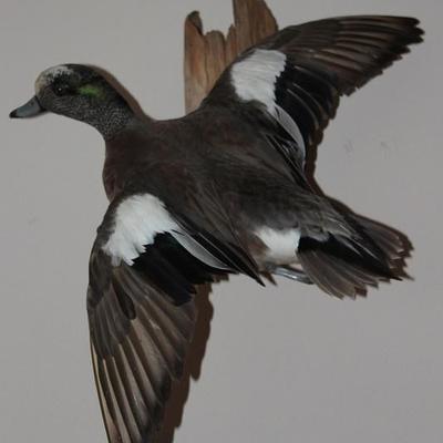 "American Wigeon" Taxidermy Mounted on Wood  (28" Wing Span)