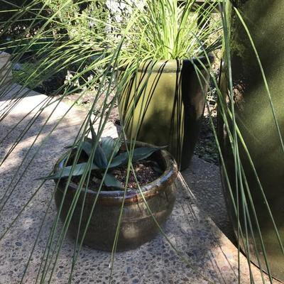 18â€ Ceramic Planter $50
Squat Ceramic Planter $30
