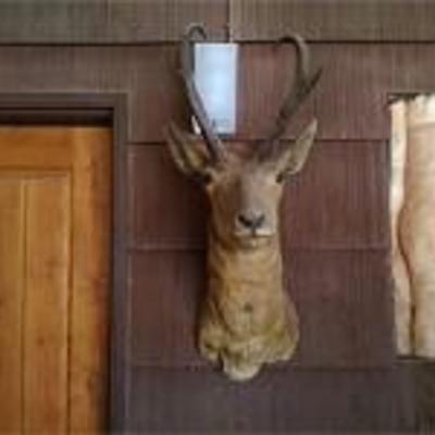 Antelope Taxidermy Wall Mount