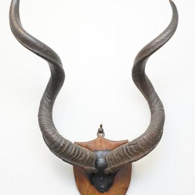 Pair of large Vintage African Trophy Kudu antelope horns, 36