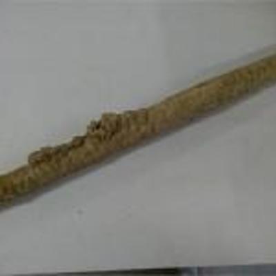 Calcified Stalactite