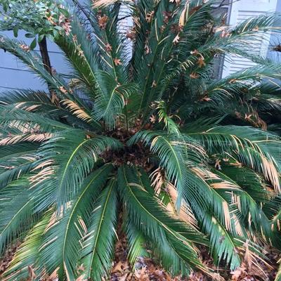 Giant Sago Palm (8â€™dia) $300 YOU DIG - YOU SAVE !!