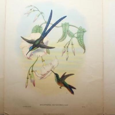 Vintage J. Gould & H.C. Richter Hummingbird Prints, Published by I.B. Fischer Co. 1946