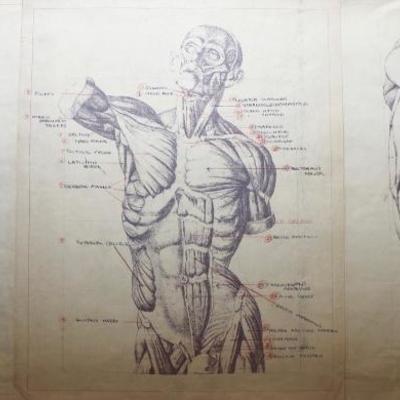 Vintage Anatomy Charts on paper