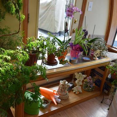 Plants, garden decor