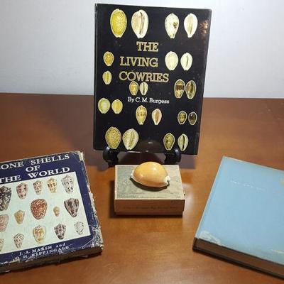 FKT072 Rare Golden Cowry, OOP Shell Reference Books
