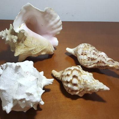 FKT068 Four Real Conch Shells
