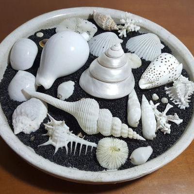 FKT039 Real Pacific Ocean Sea Shells - Cowry, Cones, Tritons 
