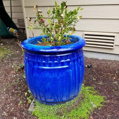 Misc garden pots and decor - this one contains a gardenia.