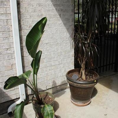 Two large plants with planters