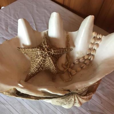 Large Clamshell, Starfish and Necklace