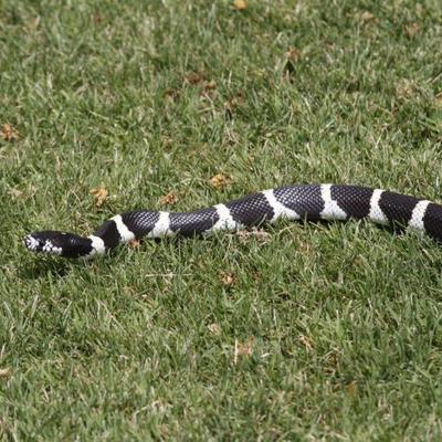 This King snake is not for sale, but is another magnificent thing we see when working estates