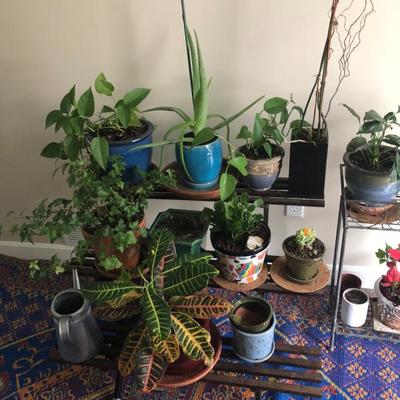 Beautiful ferns, aloe plants, cacti, succulents and more (all pre-potted!)