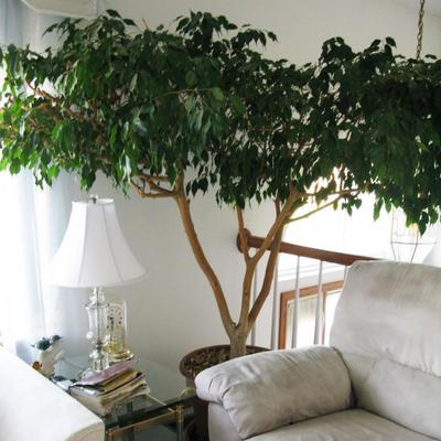 35 year old ficus tree   BUY IT NOW  $ 250.00